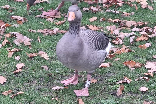 Grauwe Gans